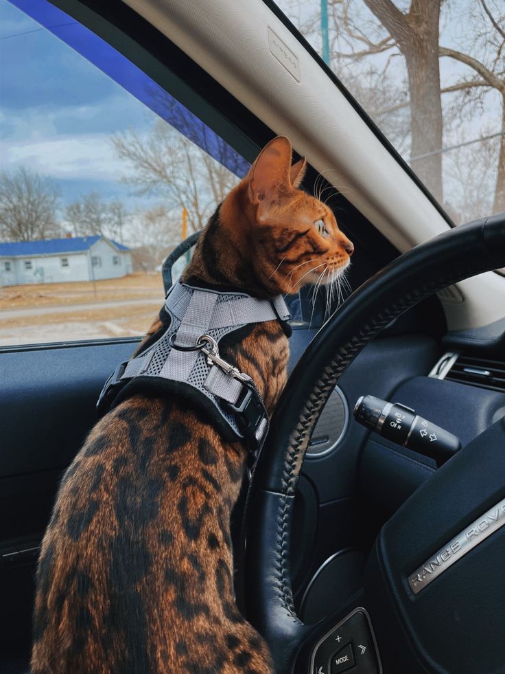 Bagel sitting in the driver's seat, ready for a video call